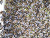Bienen auf einer frischen Wabe. k&ouml;nnt Ihr die K&ouml;nigin finden?