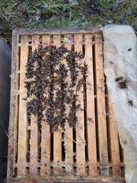 Bienen in der Wintertraube - sie Kuscheln und w&auml;rmen sich gegenseitig :)